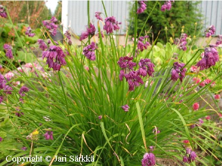 Allium cyathophorum var. farreri